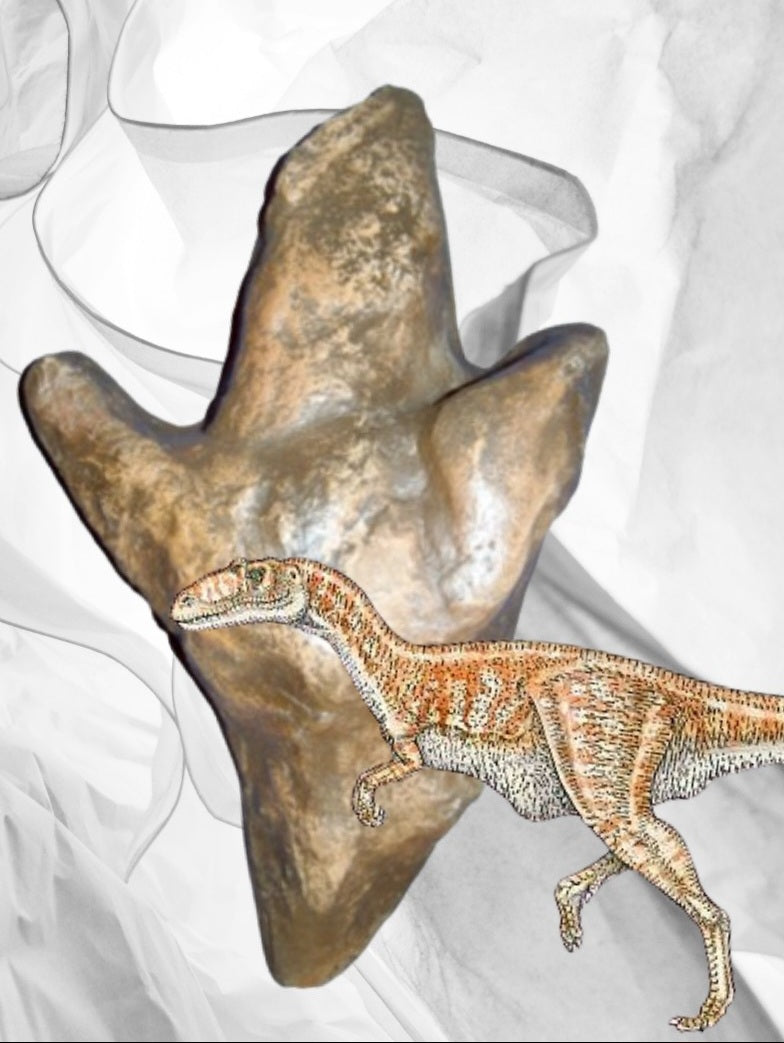 Carnosaur Dinosaur Track or Footprint Dinosaur track cast replica