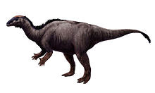 Camptosaurus Dinosaur Hand Cast Replica