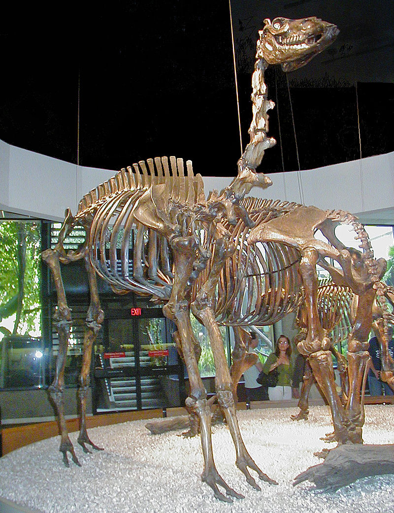 Camelops Yesterday's Camel skeleton cast replica