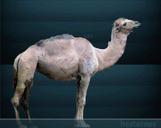 Camelops Yesterday's Camel skeleton cast replica