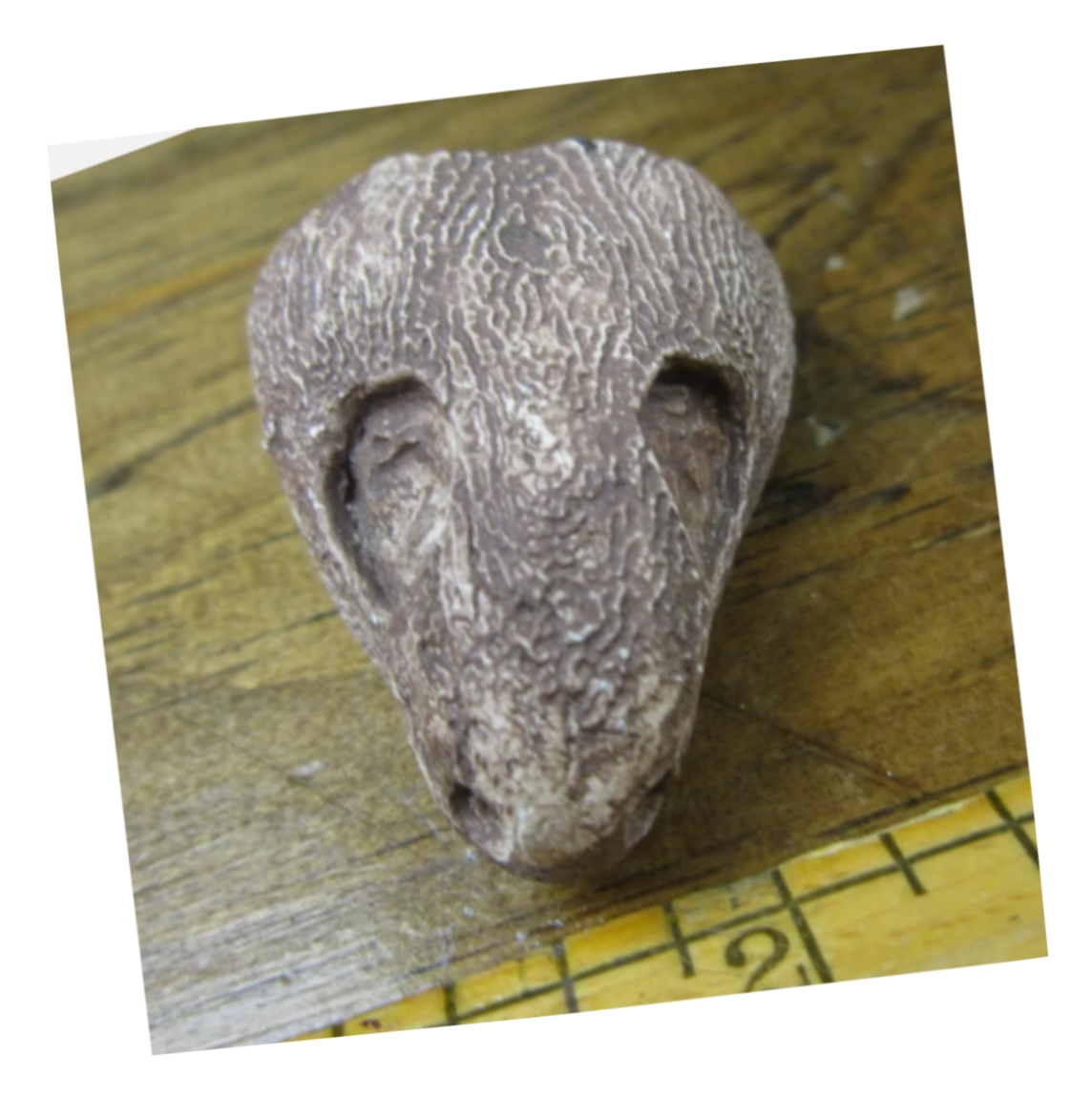 Captorhinus skull cast replicas set of 2
