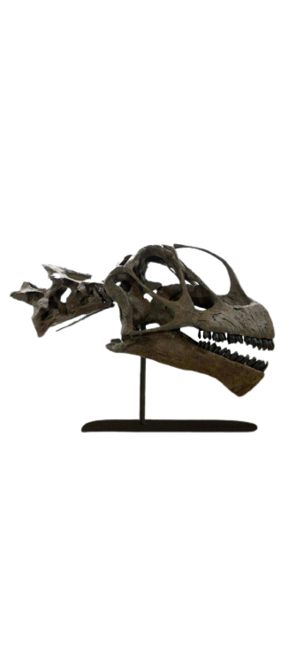 Camarasaurus skull cast replica #1 Camarasaurus grandis skull (GMNH-PV 101)