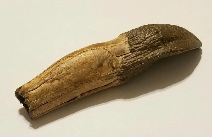 Camarasaurus Tooth Fossil Cast Replica Dinosaur Tooth #1