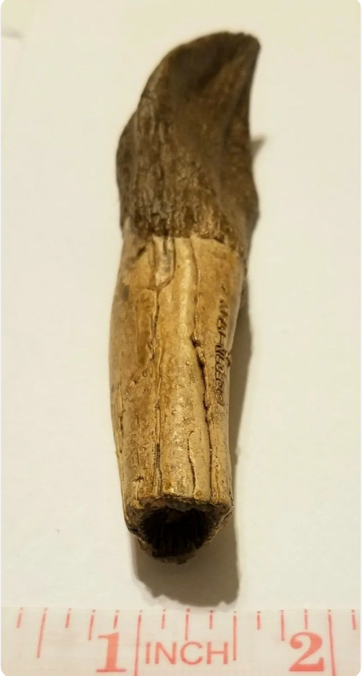 Camarasaurus Tooth Fossil Cast Replica Dinosaur Tooth #1
