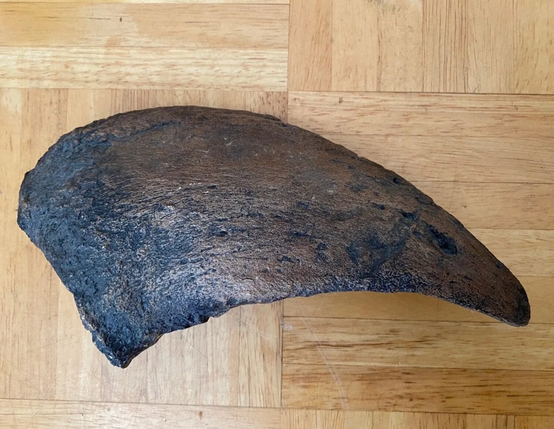 Camarasaurus claw cast replica #1