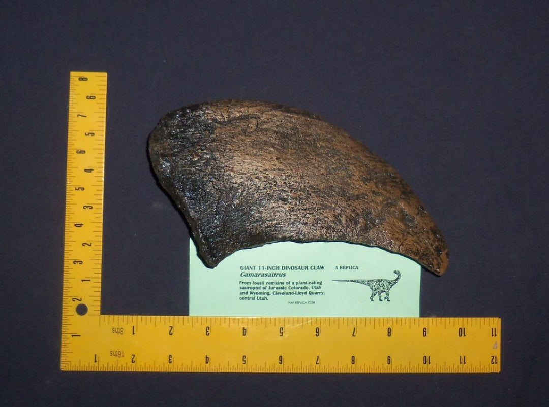 Camarasaurus claw cast replica #1