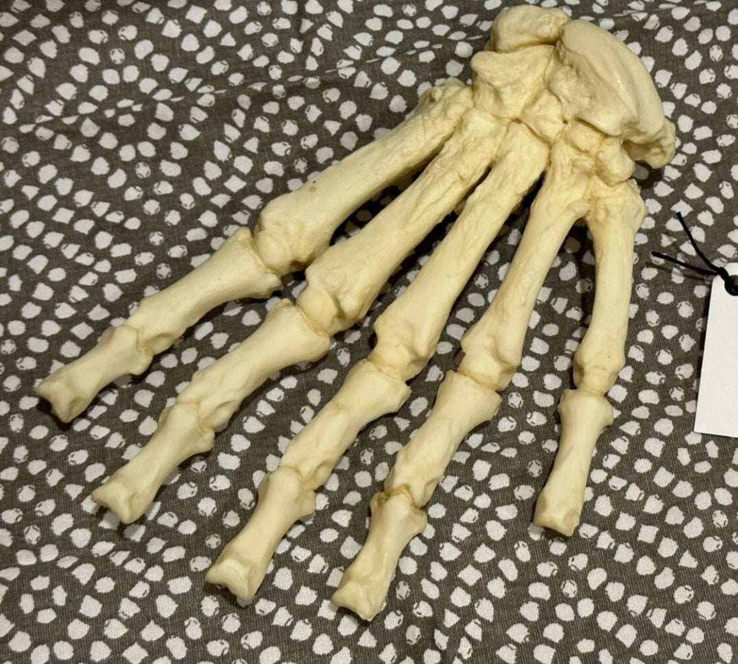 Black Bear front Paw cast replica