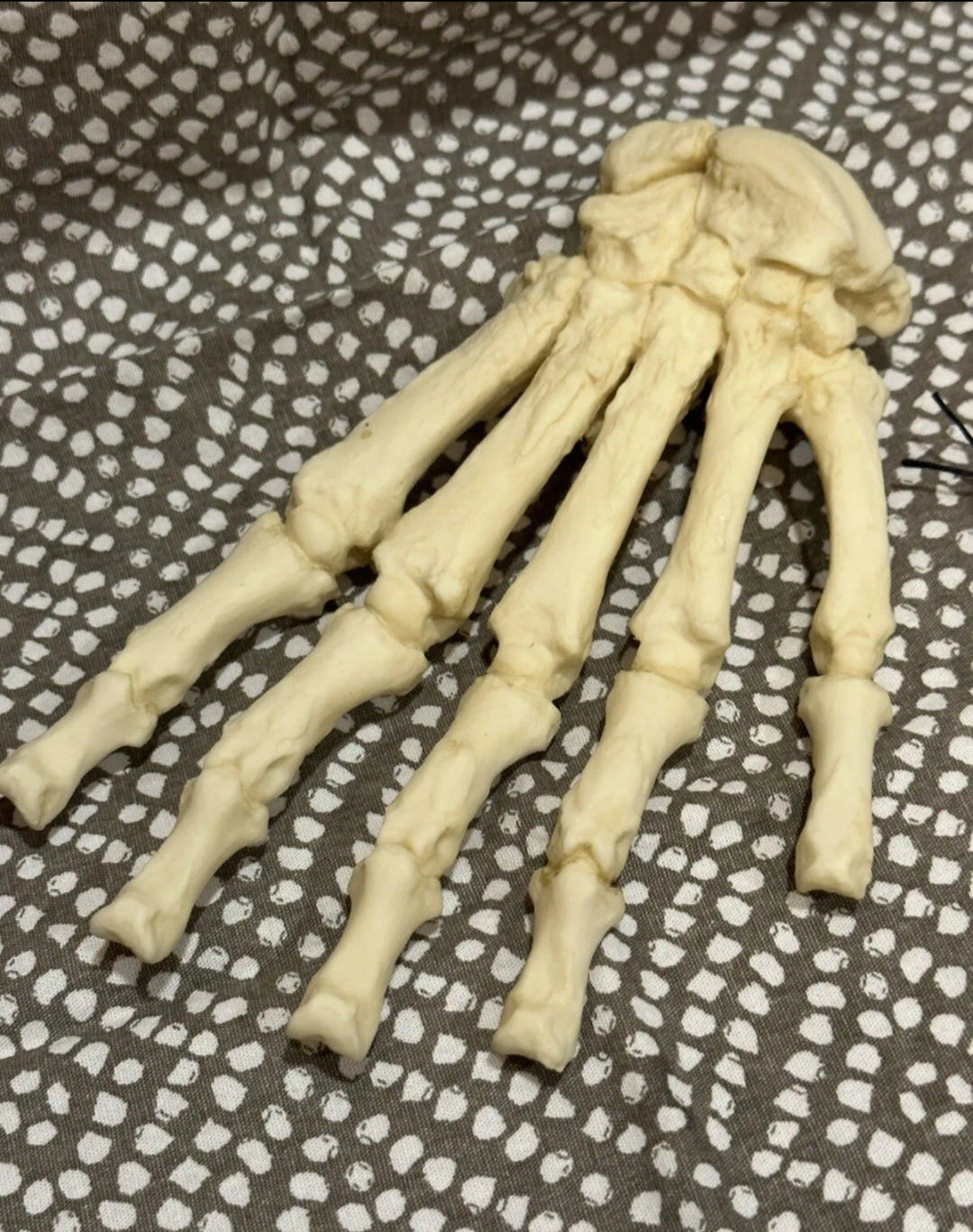 Black Bear front Paw cast replica