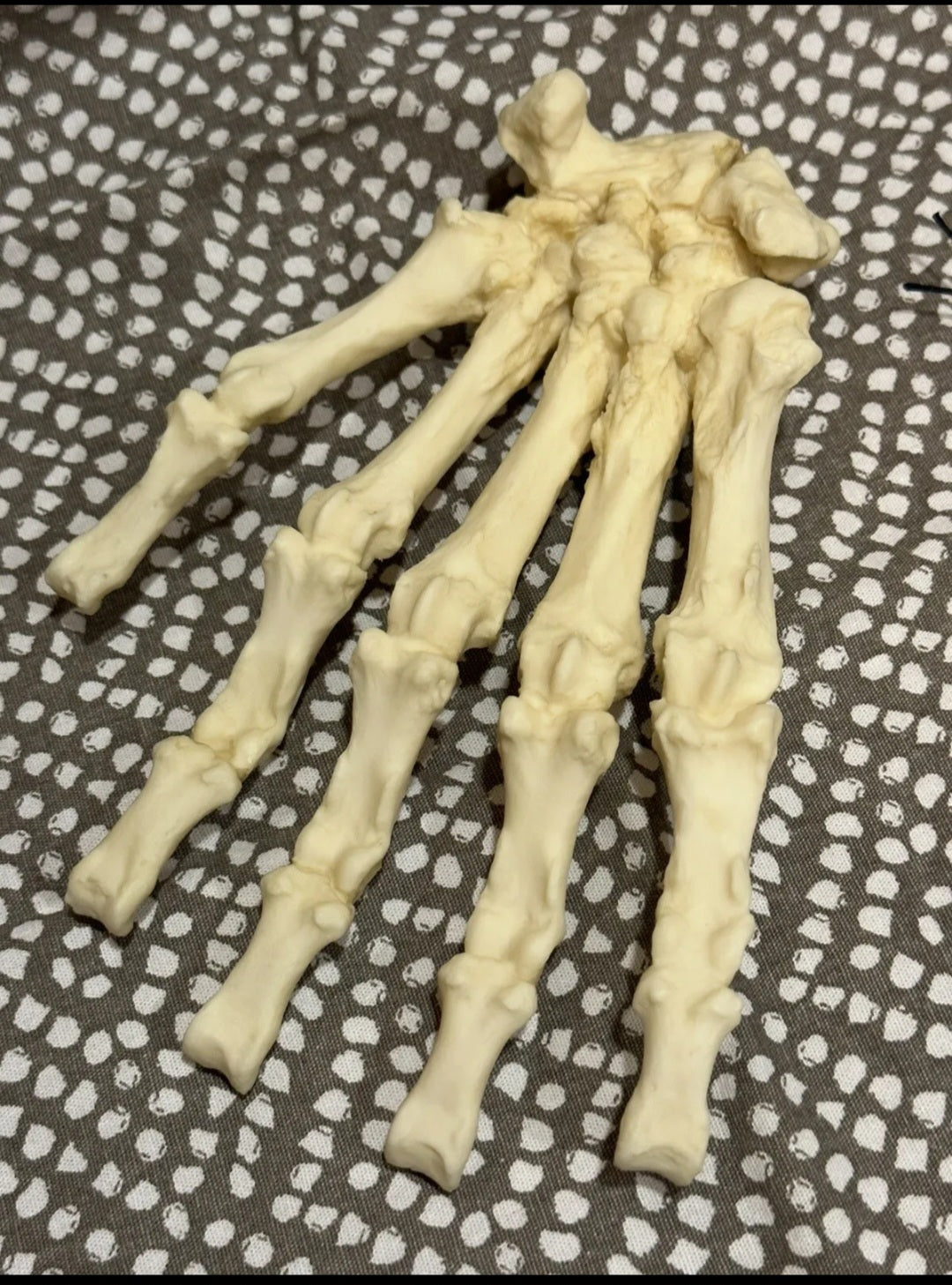 Black Bear front Paw cast replica