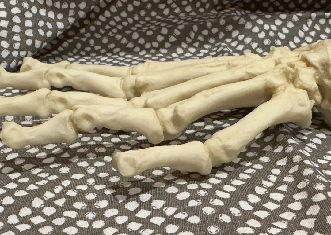 Black Bear front Paw cast replica