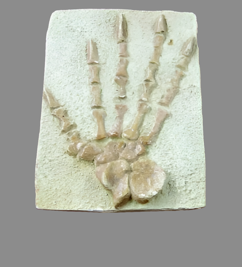 Casea brioli Fossil Cast foot of Dimetrodon species- Caseabrioli