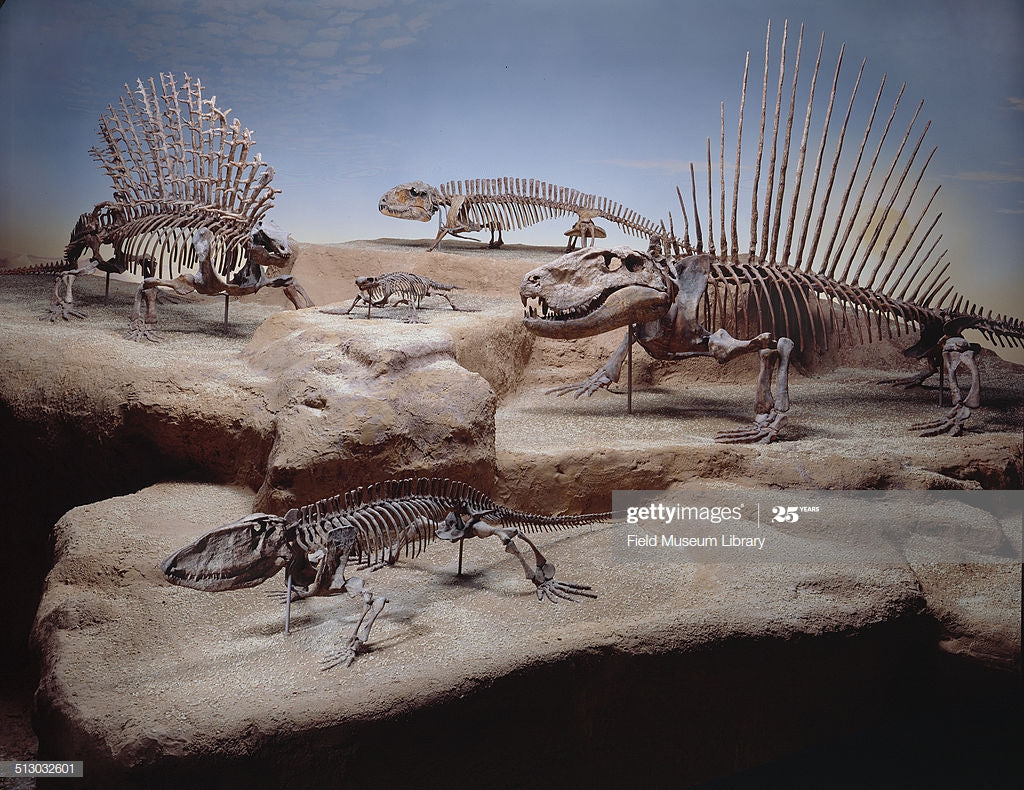 Casea brioli Fossil Cast foot of Dimetrodon species- Caseabrioli