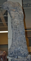 Camarasaurus leg cast replica