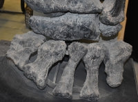 Camarasaurus leg cast replica