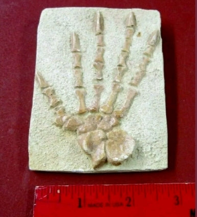 Casea brioli Fossil Cast foot of Dimetrodon species- Caseabrioli