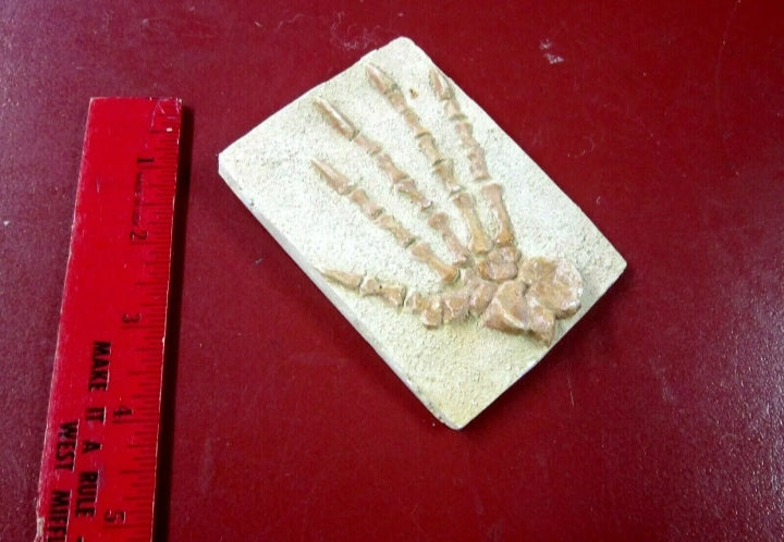 Casea brioli Fossil Cast foot of Dimetrodon species- Caseabrioli