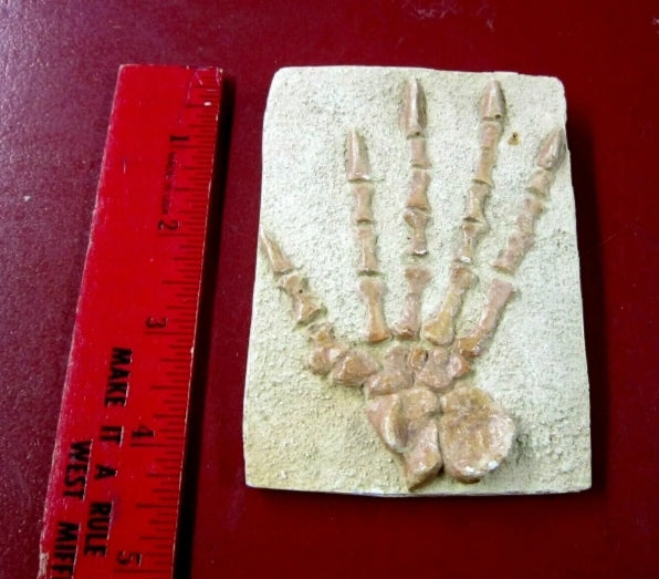 Casea brioli Fossil Cast foot of Dimetrodon species- Caseabrioli