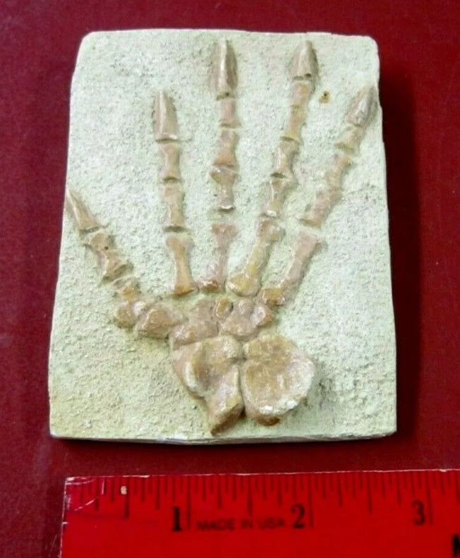 Casea brioli Fossil Cast foot of Dimetrodon species- Caseabrioli