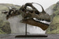 Camarasaurus skull cast replica #1 Camarasaurus grandis skull (GMNH-PV 101)