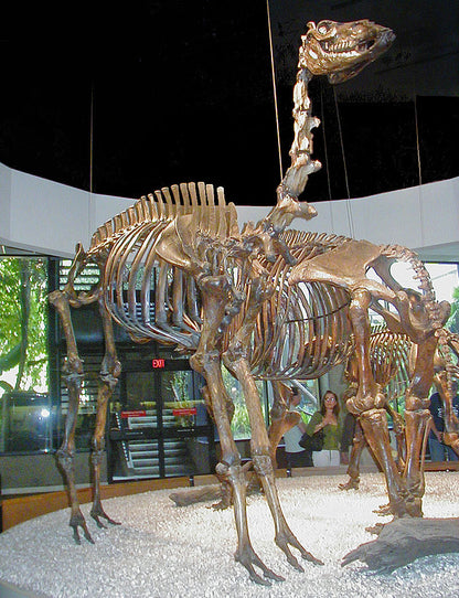 Camelops Yesterday's Camel skeleton cast replica