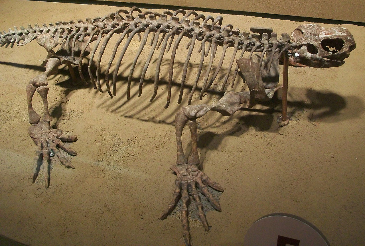 Casea brioli Fossil Cast foot of Dimetrodon species- Caseabrioli