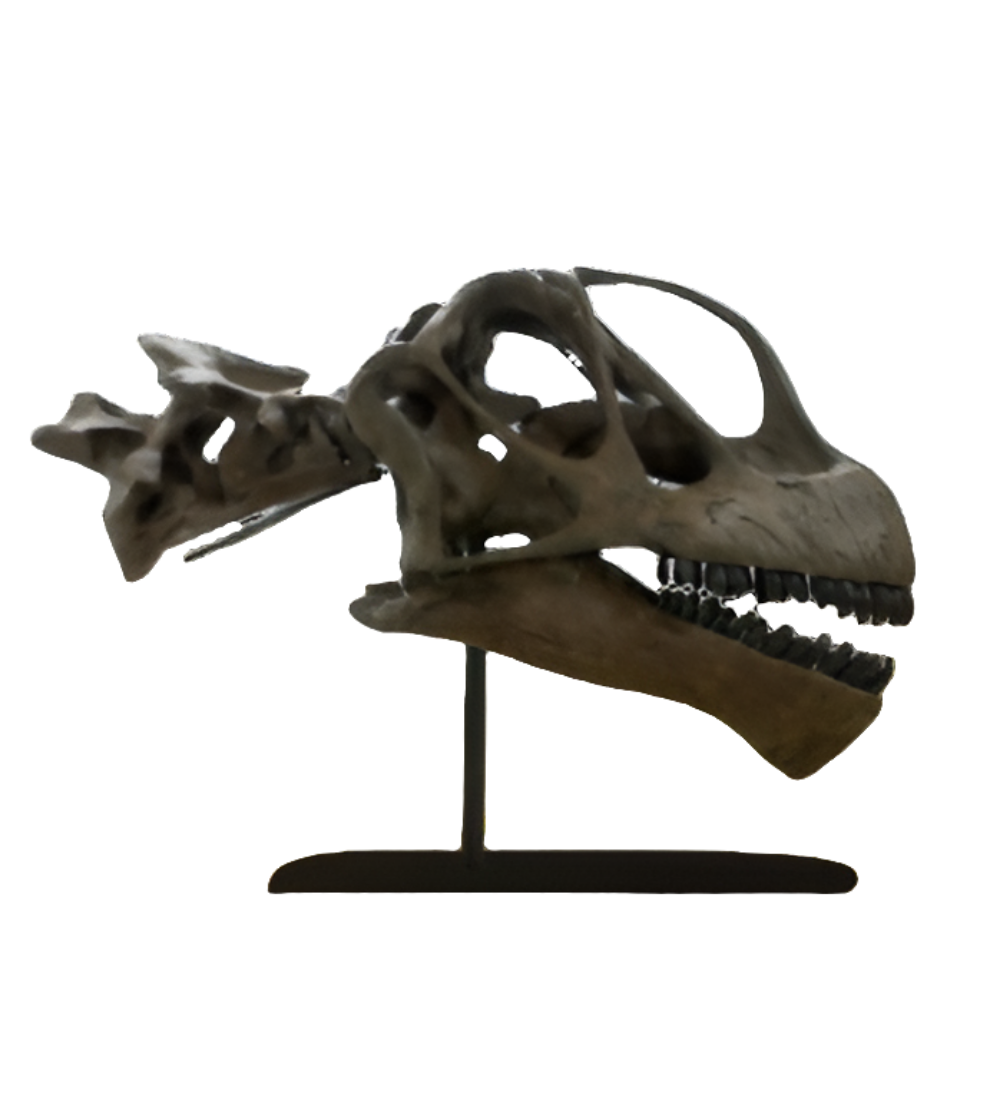 Camarasaurus skull cast replica #1 Camarasaurus grandis skull (GMNH-PV 101)