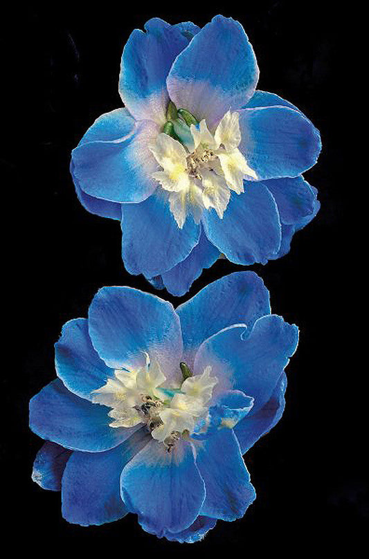 Candle Delphinium Flower - Art Prints by Richard Reynolds