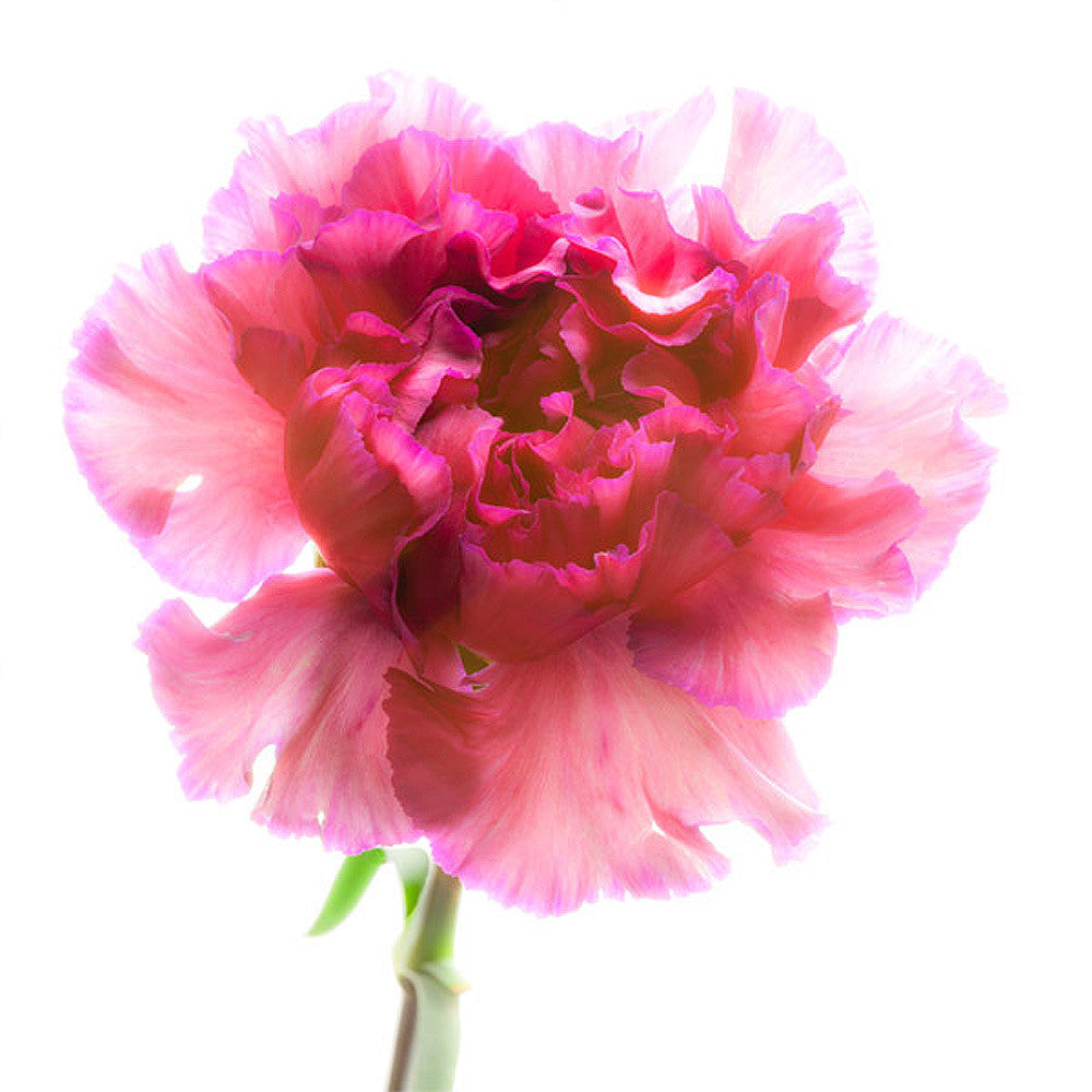 Carnation Purple Flower - Art Prints by Richard Reynolds