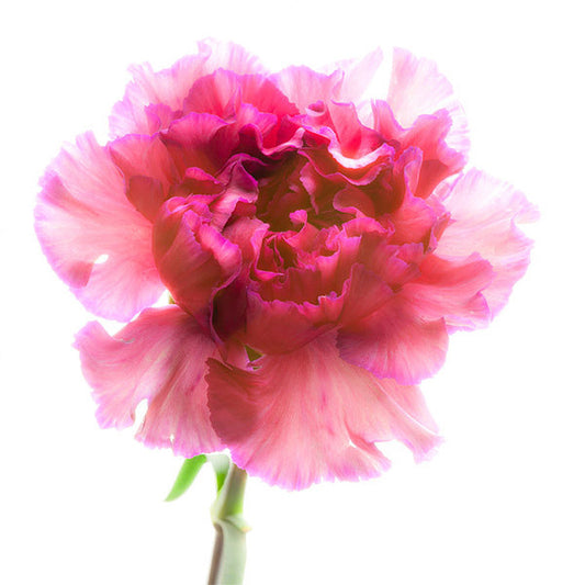 Carnation Purple Flower - Art Prints by Richard Reynolds