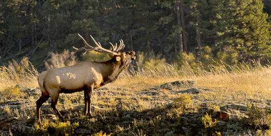Call of the Wild Art Prints by Robert Dawson Artist