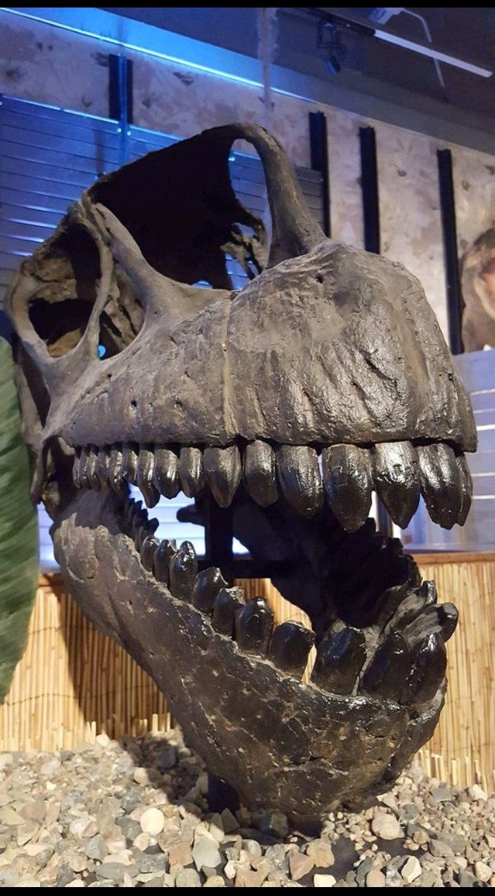 Camarasaurus skull cast replica #1 Camarasaurus grandis skull (GMNH-PV 101)