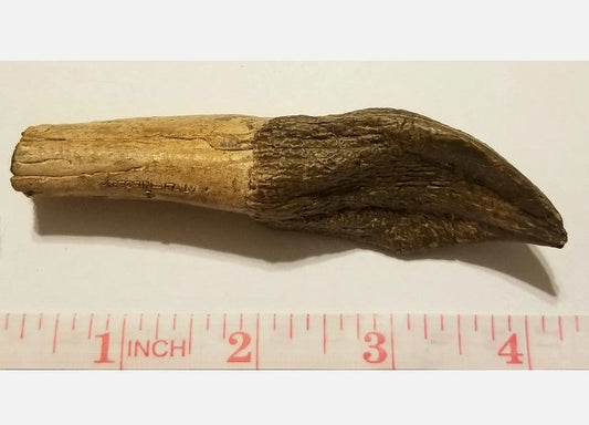 Camarasaurus Tooth Fossil Cast Replica Dinosaur Tooth #1