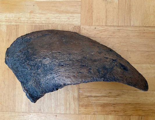 Camarasaurus claw cast replica #1