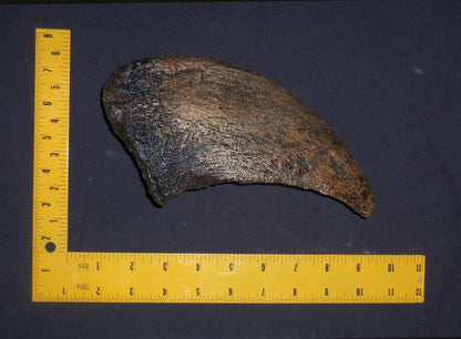 Camarasaurus claw cast replica #1