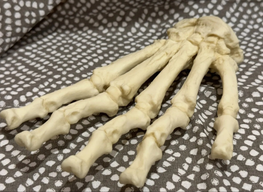Black Bear front Paw cast replica