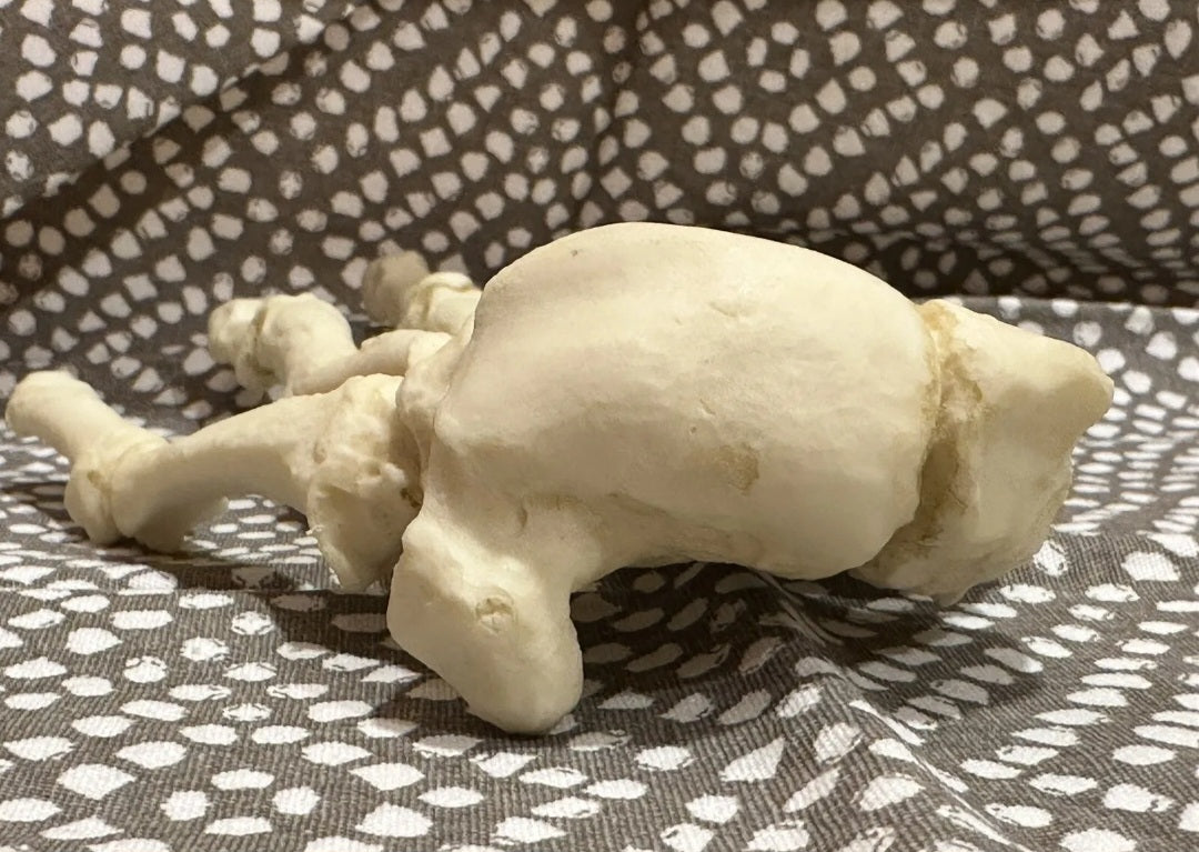 Black Bear front Paw cast replica