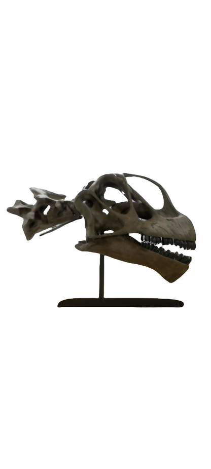 Camarasaurus skull cast replica #1 Camarasaurus grandis skull (GMNH-PV 101)