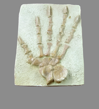 Casea brioli Fossil Cast foot of Dimetrodon species- Caseabrioli