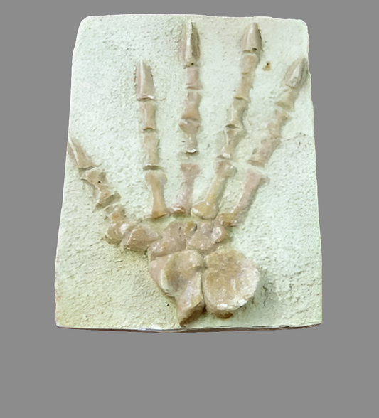 Casea brioli Fossil Cast foot of Dimetrodon species- Caseabrioli