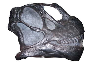 Camarasaurus skull cast replica #3