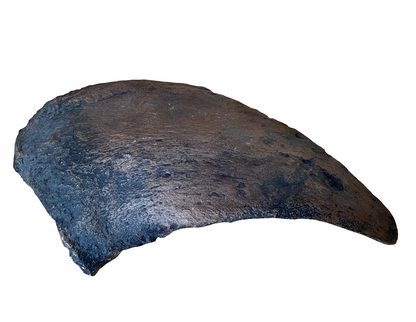 Camarasaurus claw cast replica #1