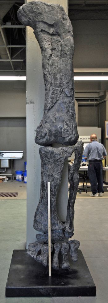 Camarasaurus leg cast replica