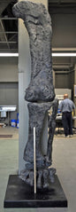 Camarasaurus leg cast replica