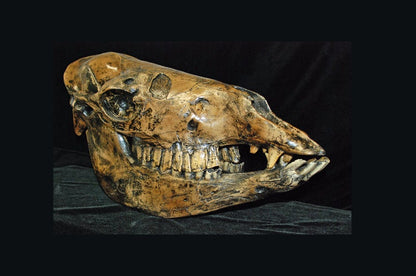 Camelops Yesterday's Camel skeleton cast replica