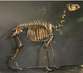 Camelops Yesterday's Camel skeleton cast replica