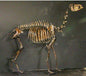 Camelops Yesterday's Camel skeleton cast replica